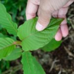 Kratom