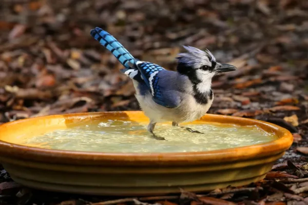 shawty bae birdbath