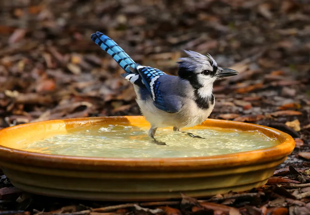 shawty bae birdbath